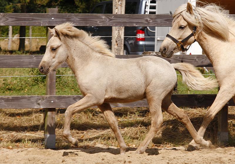 1 Lysir von Heidmoor a.jpg